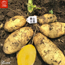 大禹土豆种子原种带芽红皮黄心土豆脱毒洋芋马铃薯批发早熟冬春季蔬菜 黄心土豆种子5斤