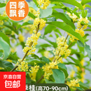 桂花树苗盆栽室内四季桂花卉植物金桂丹桂庭院大树浓香型绿植开花 精品四季桂花70-90cm【原土球发货】