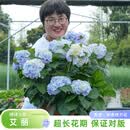 海蒂的花园绣球花苗盆栽阳台庭院别墅植物室内好养无尽夏大花易成活源头直发