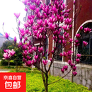玉兰花树苗盆栽庭院地栽带花苞红紫玉兰别墅风景绿化四季植物耐寒 紫玉兰2公分粗【基地现挖 带土发货】 其他