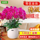 正植青年特级蝴蝶兰带花苞盆栽秋冬兰花苗年宵花四季花卉植物室内源头直发