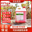 立本草甘磷异丙胺盐除草烂根剂农田果园草甘膦强力荒地铁路除草剂农药 41%草甘膦5kg+25包助剂