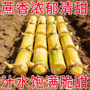 金穗启梦1. 广西黄皮甘蔗种苗脆甜多汁易成活南北方盆栽庭院大田四季可种 50株【产量超大】 耐寒良种-脆甜爽口