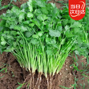 北蔬大叶香菜种子四季盆栽老品种家种蔬菜籽 大叶香菜籽种子600粒x2包