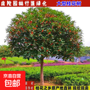 桂花树苗四季桂花大树金桂丹桂地栽盆栽庭院别墅浓香花卉绿 金桂 15公分粗精品造型