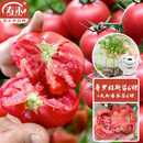 寿禾番茄苗大果西红柿菜苗 普罗旺斯苗6棵+大粉番茄苗6棵源头直发包邮