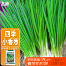 北蔬 四季小香葱种子小葱苗种苗家种盆栽菜种籽 四季小香葱种子1000粒