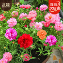 北蔬 太阳花种子苗重瓣混色四季种开花草花种籽 卓脆太阳花种子3万粒