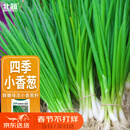 北蔬 四季小香葱种子小葱苗种苗家种盆栽菜种籽 四季小香葱种子1000粒