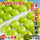 壹萌果蔬福建贵妃牛奶大青枣【顺丰多地次日达】当季新鲜水果礼盒年货送礼 【贡品级】5斤大果【脆甜爆汁】 净4.5斤