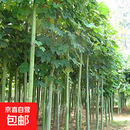 青桐树苗中国梧桐树苗庭院观赏行道绿化苗木风景观赏树耐寒易成活 直径15厘米粗【现挖现发 带土发货】