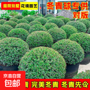 龟甲冬青球完美先令冬青球冬青树球地栽耐寒庭院绿化植物四季常青 冬青先令【60冠幅球】