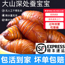印禾年柞蚕蛹鲜活发货东北特产 新鲜茧蛹特级大黄蚕蛹黑蝉蛹活A级蚕蛹 25年新蛹 500g A级大黄蛹（约45只）万人购买