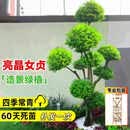 翩然造型亮晶女贞棒棒糖花卉庭院别墅搭配绿化植物四季常青造型树易养 小叶女贞造型高1.5米左右