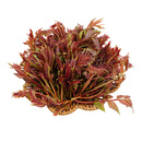 【春菜】赤霞香椿芽100g(长度≤24cm)