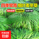 苗庭院绿化沿阶草四季常青耐阴耐寒绿化工程地被植物 四季常青细叶麦冬草/1000斤(包成活 死苗补发) 25cm(含)-30cm(不含)