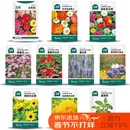 北蔬花种子大全四季开花太阳花室内室外植物向日葵花卉籽 10种花种子