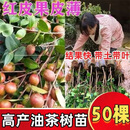 长林高产茶油树苗嫁接当年结果带土带叶包邮 高产油茶营养杯苗 50棵 40-60公分高