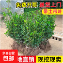冬青树苗大叶黄杨苗丛生北海道黄杨篱笆苗四季常青绿篱围墙植物 北海道冬青树苗【30-40cm高】50棵 201cm(含)-230cm(含)