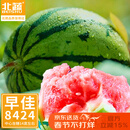 北蔬 西瓜种子适合南北方种麒麟8424甜脆四季水果籽 8424西瓜种子60粒