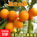 金桔树树苗盆栽脆皮金桔苗金橘可食用带果四季橘子客厅室内外果树 强烈推荐（精品）脆皮金桔5年苗【带果发货】