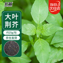 北蔬 荆芥种子种苗河南大叶四季种蔬菜种籽 大叶荆芥种子25g约1.2万粒