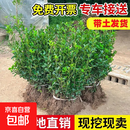 围墙篱笆植物大叶北海道黄杨苗冬青树苗四季常青耐寒庭院绿篱树苗 冬青30-40厘米高（50棵）耐寒耐旱 全国可种