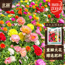 北蔬 太阳花种子混色 重瓣太阳花种子3万粒+单瓣太阳花种子1万粒+肥