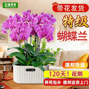 正植青年特级年宵蝴蝶兰带花苞盆栽秋冬兰花苗年宵花四季花卉植物源头直发