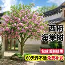 翩然四季海棠树苗北方种植庭院地栽耐寒高杆风景树北美垂丝大果海棠果 精品垂丝海棠（多分支 带土球发） 10公分粗 高3米左右【季节不同/状态不同】