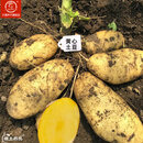 大禹土豆种子原种带芽红皮黄心土豆脱毒洋芋马铃薯批发早熟春季蔬菜 黄心土豆种子5斤