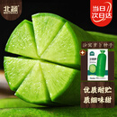 北蔬 沙窝水果萝卜种子苗夏秋甜脆青罗卜蔬菜种籽 沙窝萝卜种子10g