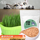 寿禾 猫草种子小麦苗土培水培猫零食草籽 潍丰猫草种子200g