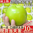 西双版纳苹果枣【巨无霸】牛奶大青枣冷链新鲜水果贵妃枣 5斤大果【70-80g】店长力荐