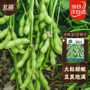 北蔬毛豆种子苗粒大鲜食大荚青黄豆菜豆四季种籽 淮鲜豆7号种子500g