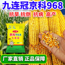 一斗田高产玉米种子京科968三国审耐密植产抗旱耐涝4000粒抗倒伏能力强 九连冠 正品京科968*1袋
