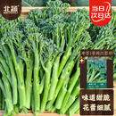 北蔬 西兰苔种子苗四季清甜脆嫩夏秋蔬菜籽 寿苔1号西兰苔种子约100粒