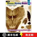 【3-4周达】精装 Paxinos and Petrides' the Rhesus Monkey Brain in Stereotaxic Coordinates