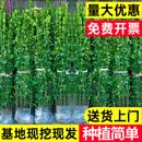 冬青树苗法国直立绿篱笆庭院围墙植物四季常青绿化丛生北海道黄杨 【耐寒耐热】冬青1.2-1.3米米高（50棵）