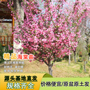 滨淇高杆海棠树苗西府海棠垂丝海棠耐寒绿化苗 3公分粗1棵源头直发