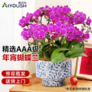 爱优尚蝴蝶兰年宵花带花苞乔迁开业春节送礼秋冬兰花苗源头直发