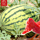 大禹懒汉西瓜种子苗特大适合南方早熟懒人8424麒麟瓜美都无籽水果蔬菜 懒汉西瓜种子约50粒2袋免打叉