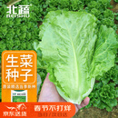 北蔬 生菜种子苗四季种生吃耐热耐抽薹菜籽 速翠1号生菜种子约5000粒