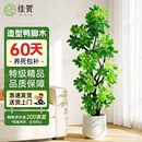 佳贺（JIAHE）特级造型鸭脚木客厅大盆栽八方来财室内落地大型绿植年宵花蝴蝶兰 精品8头造型鸭脚木1.2-1.4米-聚宝盆