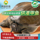 芮宝农场【活鲜】汉寿华甲鱼鲜活净重2斤/只鳖团鱼生鲜放生鲜源头直发包邮