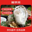 鲜京采鲜活生蚝3XL 净重5斤 13-18只 鲜活到家 源头直发 海鲜水产