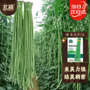 北蔬豆角种子种苗特长豇豆长豆角蔬菜种籽 绿丰长豇豆种子50g约350粒