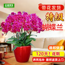 正植青年特级蝴蝶兰带花苞盆栽秋冬兰花苗年宵花四季花卉植物室内源头直发