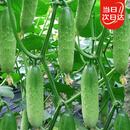 北蔬水果黄瓜种子苗甜脆四季蔬菜种籽 潍胖二号水果黄瓜种子100粒x2包