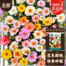 北蔬 太阳花种子重瓣混色大花四季种花卉花籽 混色太阳花种子约10万粒